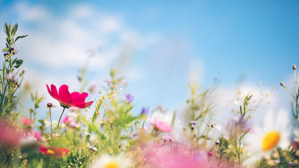 field of flowers